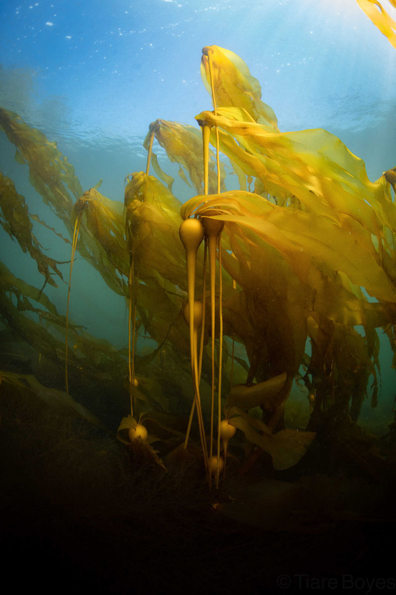 Bull kelp forest at Hussar Point Divesite. Photographer: Tiare Buoys